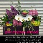 تصویر گالری مجتبی احمدی زیویاری 1
