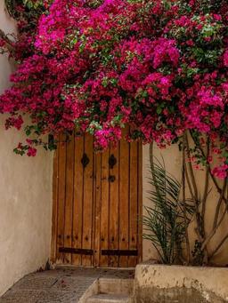 تصویر گالری سروه محمدزاده 1